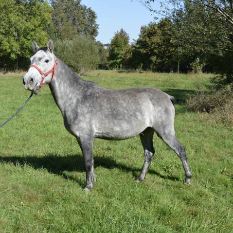 Caballo castrado Origen No Constatado En venta 2019 Tordo
