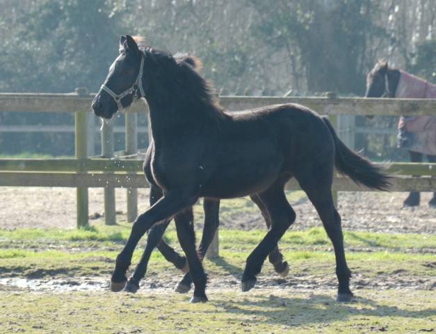 Potro Arabo Frisón En venta 2024 Negro por Zabir Faa El Van De Oosterzanden