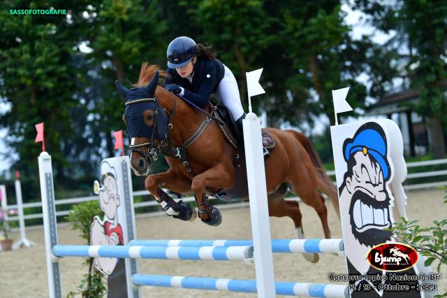 Caballo castrado Otra Raza de Poni En venta 2014 Alazán