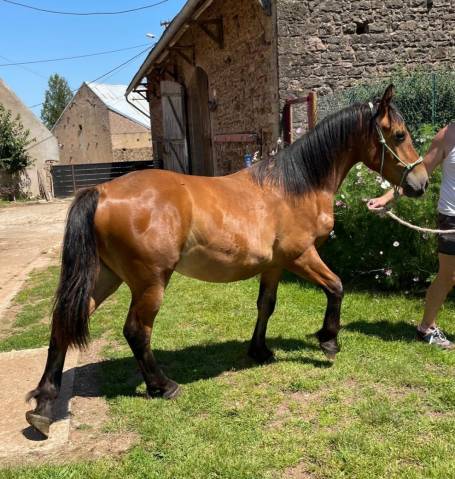 Caballo castrado Media Sangre Arabe En venta 2023 Bayo por AF MANJAROH