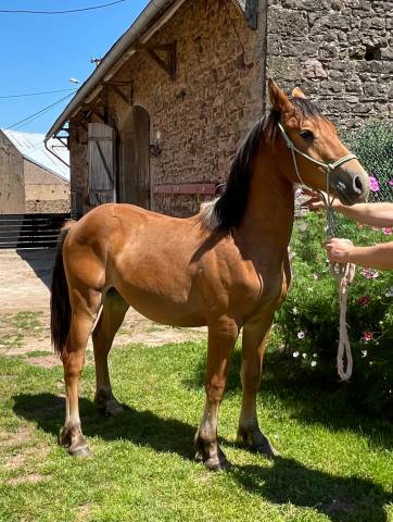 Caballo castrado Media Sangre Arabe En venta 2023 Bayo por AF MANJAROH