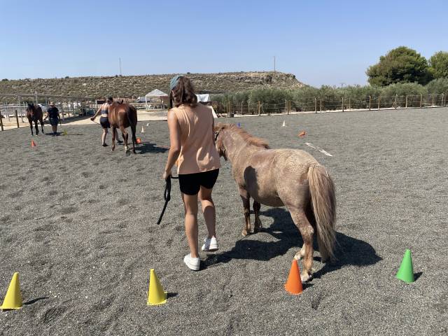Paddoc para tu caballo en Mutxamel-Alicante( España)
