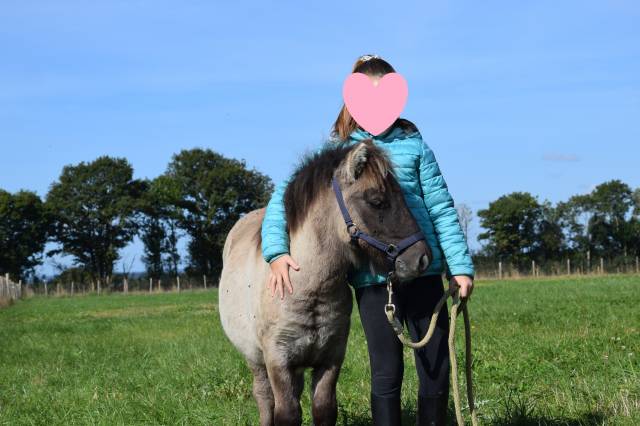 Potro Shetland En venta 2024 Grullo por EXKI DE LA MERLETIERE