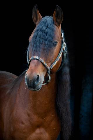 Caballo entero Criollo En venta 2017 Bayo