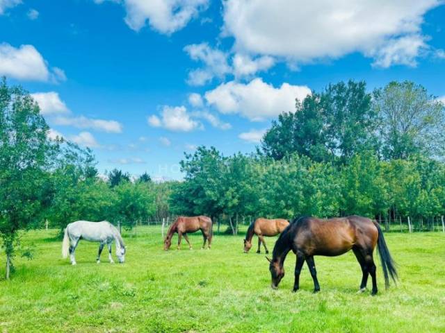 Propiedad ecuestre En venta Hérault