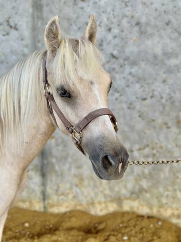 Potro Welsh Part Bred En venta 2023 Palomino por itak de l'ourea