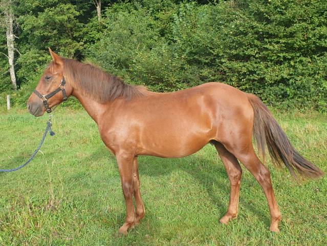 Potro New Forest En venta 2023 Alazán por Heartbreaker O'Mallet