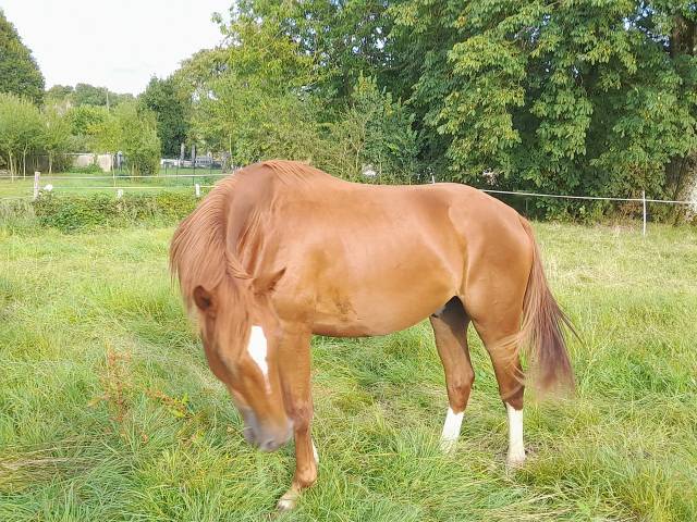 Caballo castrado Silla Francés En venta 2022 Alazán por I Am Semilly