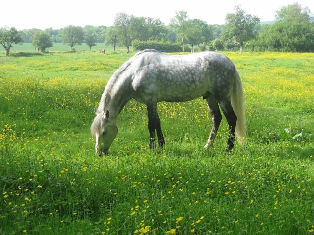 Caballo castrado Español Normando Media-Pensión 2001 Tordo
