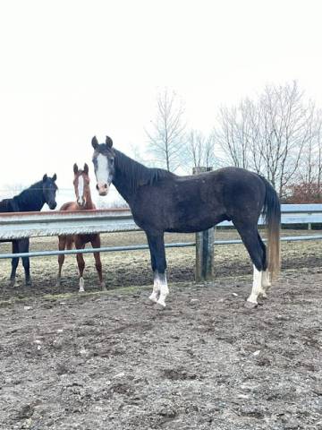 Caballo castrado Arabe En venta 2021 Tordo por GRAFIK ZA