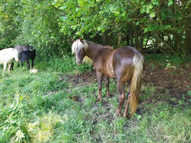 Caballo entero Rocky Mountain En venta 2021 Otra capa por Squirrel's Lucky Larry