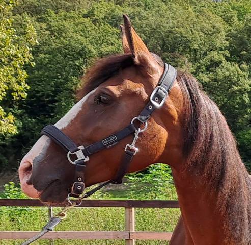 Yegua Lusitano En venta 2017 Bayo por SPARTACUS