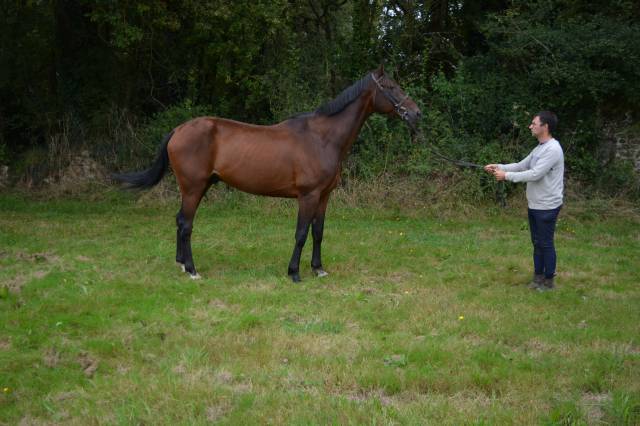Caballo castrado Trotón Francés En venta 2019 Bayo