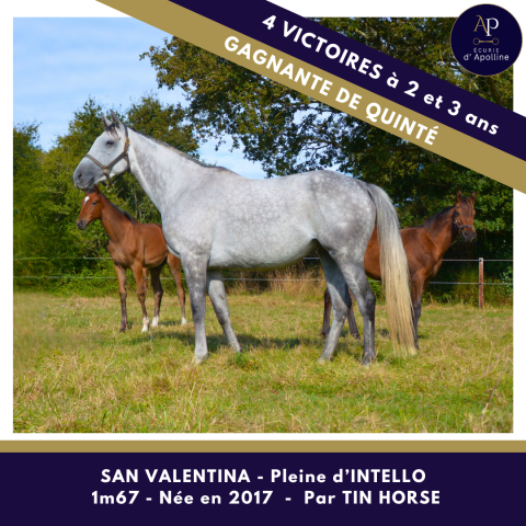 Yegua de ganadería Pura Sangre En venta 2017 Tordo por Tin Horse