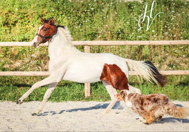 Potranca KWPN Caballo de Deporte Neerlandés En venta 2023 Tobiano por FOR FERRERO