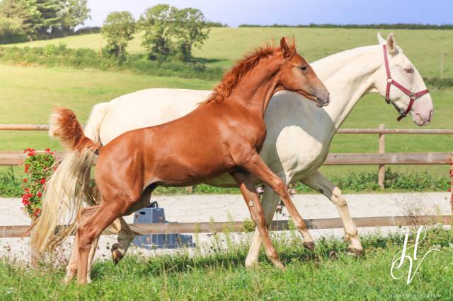 Potranca KWPN Caballo de Deporte Neerlandés En venta 2024 Alazán por Zafferano