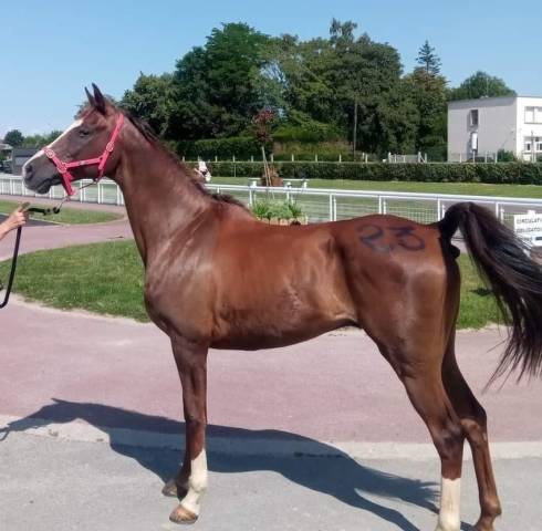 Caballo castrado Origine Constatée En venta 2013 Alazán por VADIM DES LOGES
