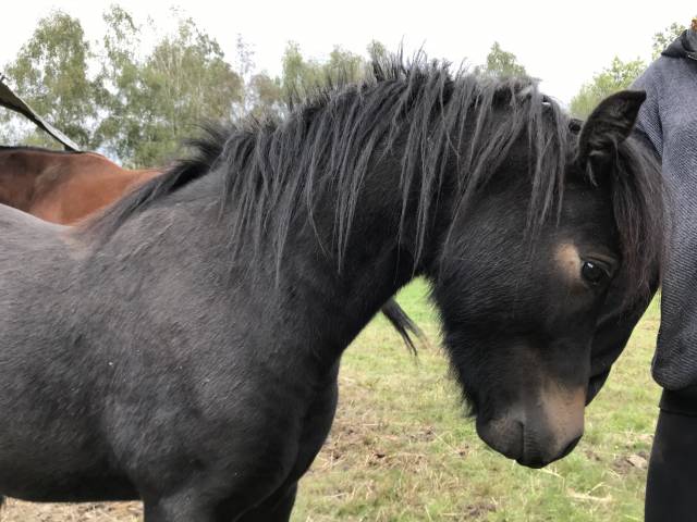Caballo castrado Dartmoor En venta 2023 Bayo moreno