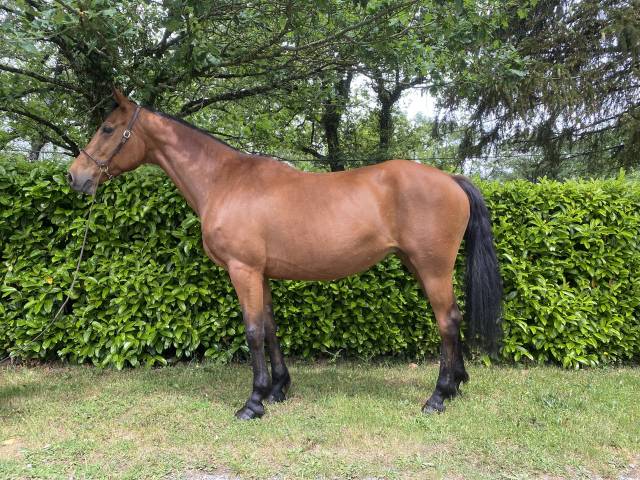 Yegua de ganadería Origen No Constatado En venta 2012 Bayo