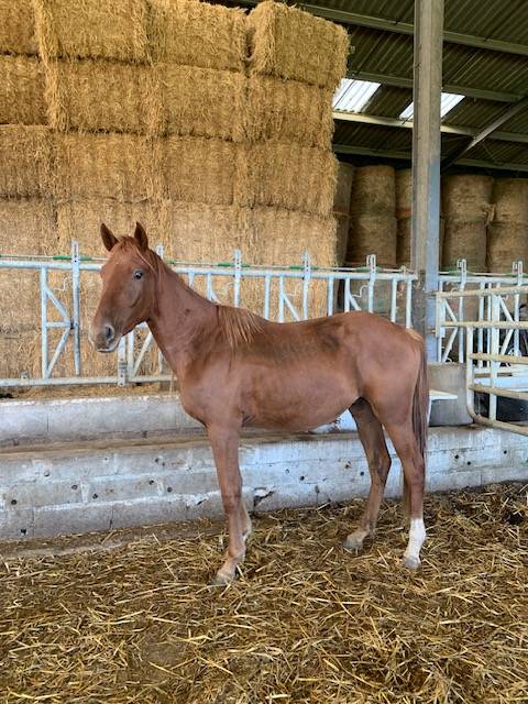 Caballo castrado Silla Francés En venta 2022 Alazán por ORPHEE DE NANTUEL