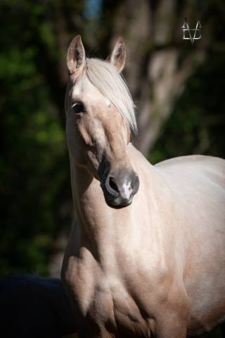 Yegua PRE Pura Raza Española En venta 2019 Palomino por Bronco XLV