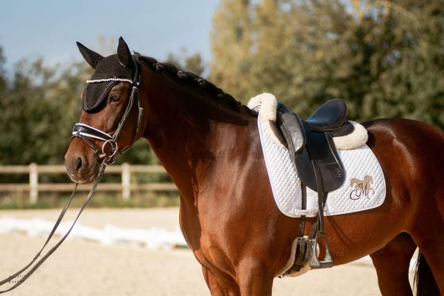 Caballo castrado PRE Pura Raza Española En venta 2016 Bayo