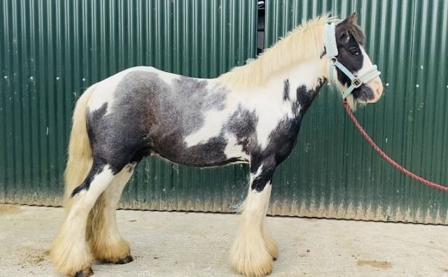 Caballo castrado Origen No Constatado En venta 2015 Pío