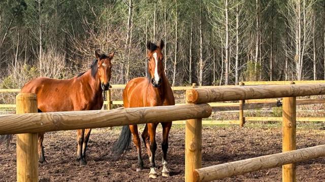 Propiedad ecuestre En venta Gironda
