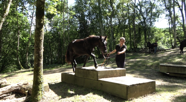 Caballo castrado Mérens En venta 2022 Negro por GUAPO DU SOULEILLA