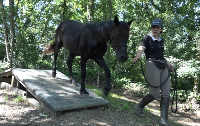 Caballo castrado Mérens En venta 2022 Negro por ORNOIR DU SOULEILLA