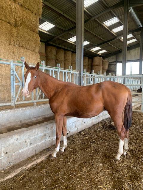 Caballo castrado Silla Francés En venta 2022 Alazán por ROY DE LA VALLEE
