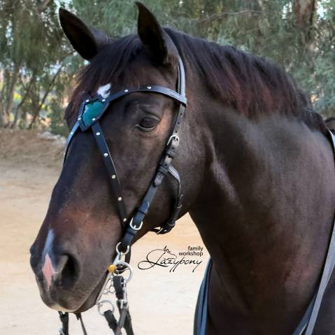 X-frontalera Shield Lazypony, X browband