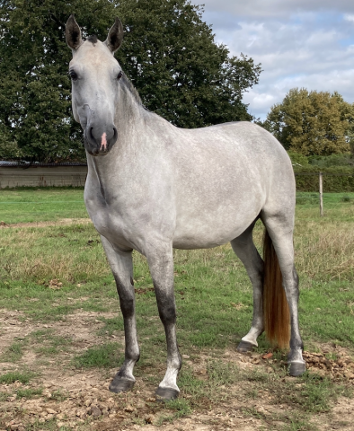 Yegua de ganadería Lusitano En venta 2020 Tordo por JEDI D'ESCOLINA