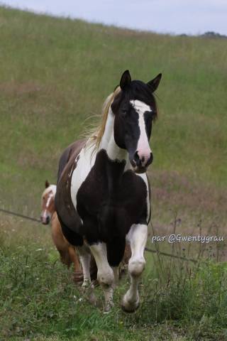 Sailor - Paint Horse 2012