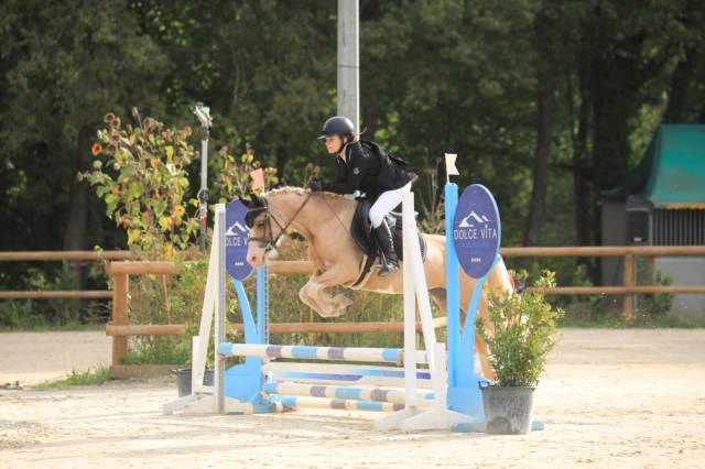 Yegua Welsh Poni (Sección C) En venta 2019 Palomino