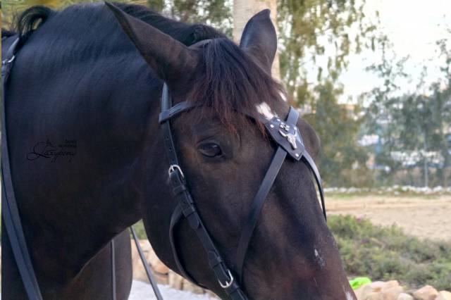 X frontalera de cuero Gothic Lazypony, X browband 