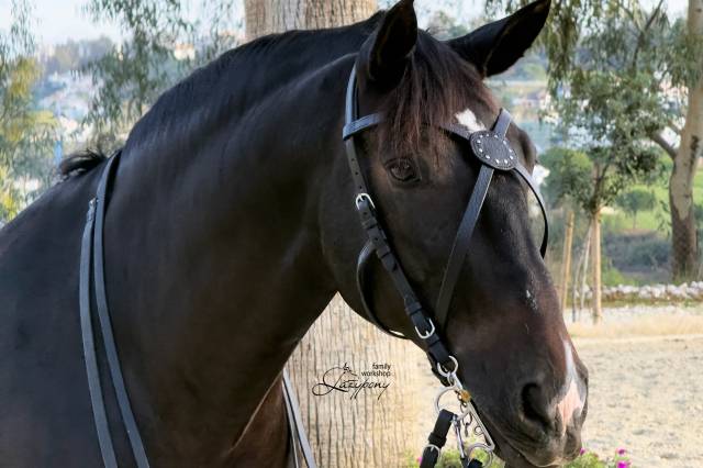X-frontalera de cuero Celtic Lazypony, x browband