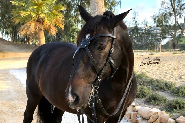 X-frontalera de cuero Celtic Lazypony, x browband