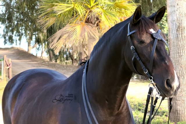 X-frontalera de cuero Celtic Lazypony, x browband