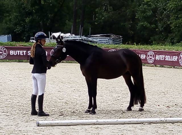 Logan du Poet  - New Forest 2021 por Birkilds Balboa dk