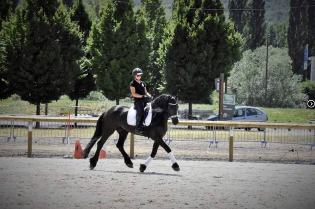 Caballo castrado Frisón Media-Pensión 2011 Negro