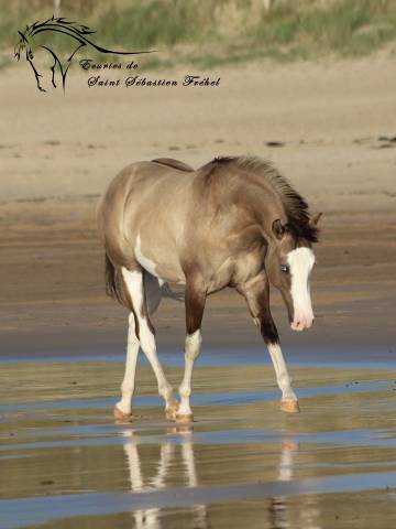 SHINING C GEE WHIZ - Paint Horse 2022 por Dun Splash Of Cream