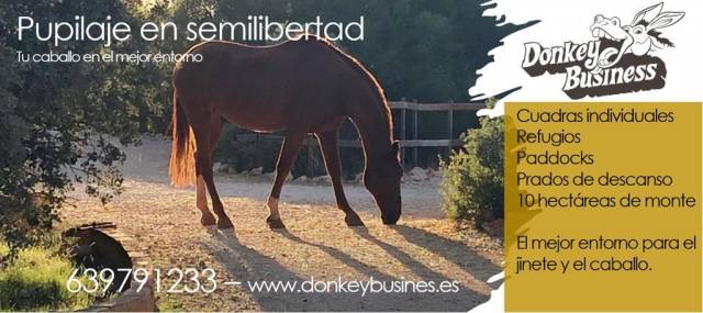Pupilaje en semilibertad en Donkey Business