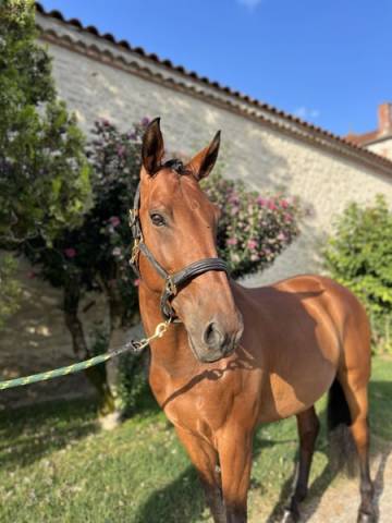 Caballo castrado Lusitano En venta 2015 Bayo por bordeaux