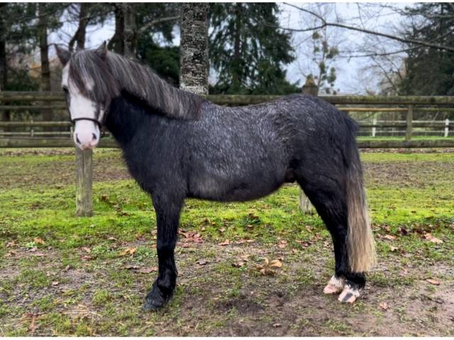 Caballo castrado Kerry Bog En venta 2019 Tordo