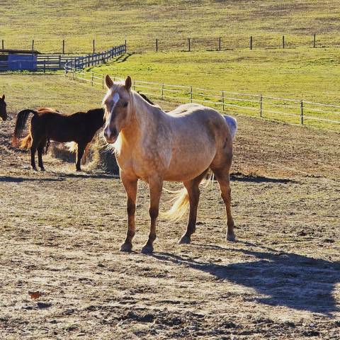 Yegua Quarter Horse En venta 2018 Palomino