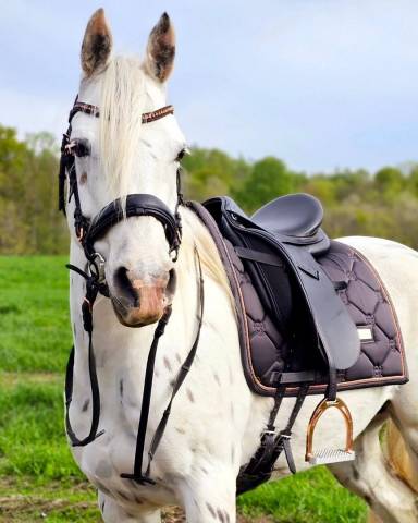 Yegua Appaloosa, excelentes papeles.