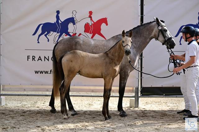 Yegua CDF - Caballo de doma francesa En venta 2024 Isabelo por Majestic de Massa 