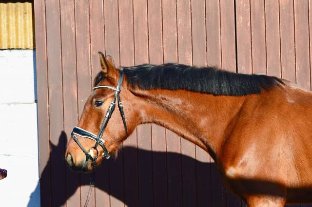 Caballo castrado Zangersheide En venta 2021 Bayo