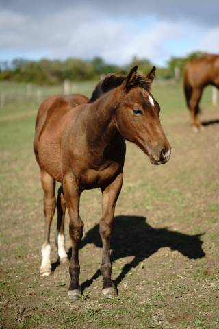 Potro Quarter Horse En venta 2024 Bocifuego
